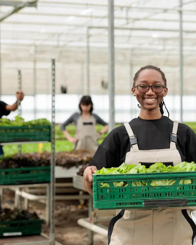 A grower holding a crate of fresh lettuce in a greenhouse